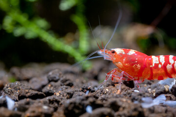 Front part of red fancy tiger shrimp look to left side and stay on aquatic soil in fresh water aquarium tank with green leaf and dark background with copy space.