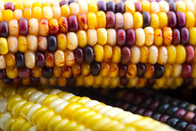 Ear Of Colored Corn Close Up