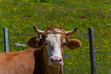 Wall Mural - cow in a field