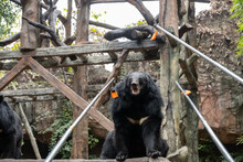 Feeding Bear With Carrots In A Zoo