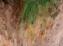 Needle Like Leaves Of Ironwood Tree, Background Of Ironwood Tree Bark.