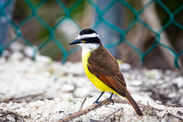 Boat-billed Flycatcher - Megarynchus pitangua passerine bird, large tyrant flycatcher, the only member genus Megarynchus