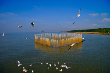 Wall Mural - Birdwinter in Thailand 