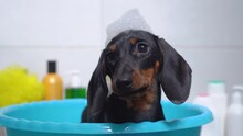 Close Up Portrait Cute Dirty Dachshund Puppy Is Put In Plastic Basin To Bathe, And Baby Dog Sits Obediently Waiting For Procedure, With A Cap Of Soap Bubbles