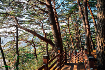 Sticker - Jukdo mountain green forest with walkway in Yangyang, Korea