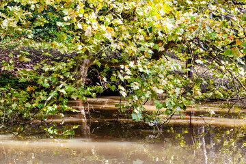 Gorgeous autumn landscape in central Europe of a scenic forest with lots of warm sunshine with a pond