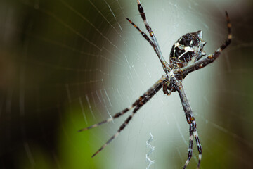 Argiope argentata, a.k.a. Silver Argiope spider lurking on its cobweb