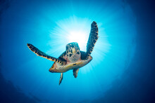 Female Hawksbill Turtle Swimming Around Coral Reef With Sun Rays Bursting Through The Shallow Water