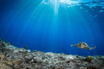 Wall Mural - Female Hawksbill turtle swimming around coral reef with sun rays bursting through the shallow water