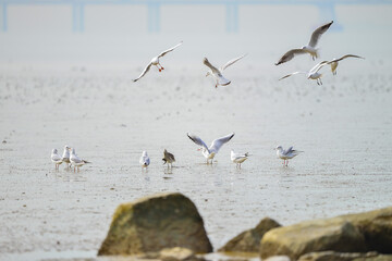 A group of seagulls are resting on the beach
