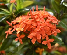 Small Orange Tropical Flowers Blooming In A Garden