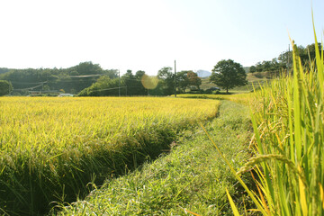 Canvas Print - summer Green rice field.