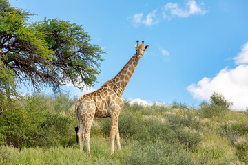 Poster - cute Giraffe in Kalahari, green desert after rain season. Kgalagadi Transfrontier Park, South Africa wildlife safari