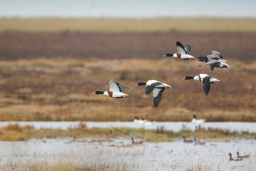 Common Shelduck - Brandgans - Tadorna tadorna, Germany (Niedersachsen), adult, with Dark-bellied Brent Geese