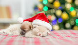 Fototapeta Zwierzęta - Toy terrier puppy and kitten sleep together with Christmas tree on background. Empty space for text