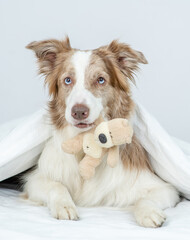 Wall Mural - Cute Border collie puppy lying under white blanket on a bed at home and holding favorite toy bear in it mouth