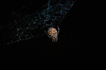 spider on web