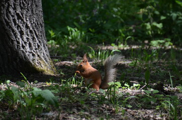squirrel in the park