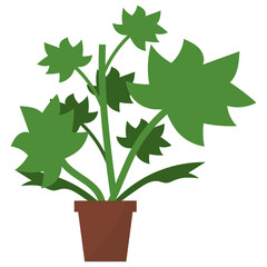 Poster - Lady’s Mantle Plant 