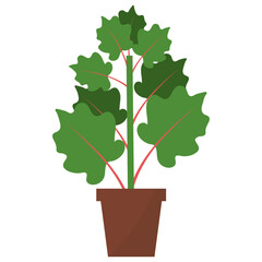 Sticker - Turkey Rhubarb Plant 