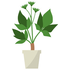 Poster - Coptis Potted Plant 