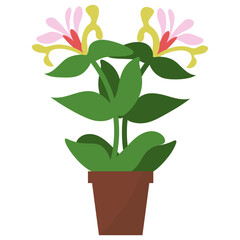 Poster - Honeysuckle Potted Plant 