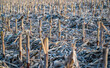 A selective focus shot of crop residues in a field