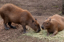 Sydney Australia, Hydrochoerus Hydrochaeris Or Capybara Which Is The Largest Living Rodent