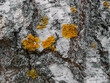 old birch bark texture with moss closeup