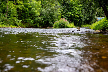 river overgrown with greenery. river running through the forest