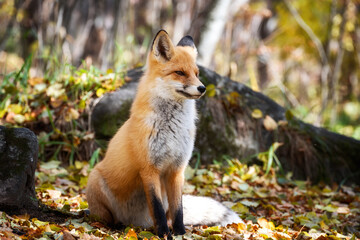 Wall Mural - The fox is sitting in the autumn forest