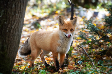 Wall Mural - young fox licks its lips while looking at food