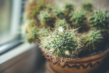 Cactus Mammillaria With Little White Flowers On The Windowsill. Close Up, Shallow Depth Of The Field