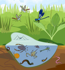 Poster - Ecosystem of pond. Insects and other invertebrates animals in their natural habitat. Schema of pond structure