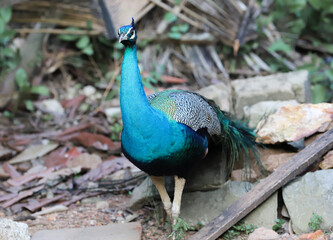 peacock with feathers out