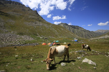 Kackar Mountains National Park ( Vercenik Plateau ) Rize, Turkey.