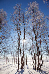 Canvas Print -  Short winter day in the Arctic