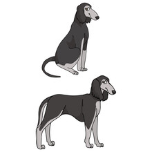 Cute Cartoon Saluki Dog Vector Clipart. Pedigree Borzoi Dog For Kennel Club. Purebred Domestic Sighthound Puppy Training For Pet Parlor Illustration Mascot. Isolated Canine Breed.