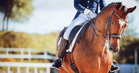 a beautiful bay horse with a rider in the saddle walks in a paddock with a white fence on a sunny su
