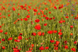 Fototapeta Maki - Red poppy flowers