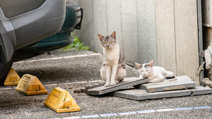 Canvas Print - cautiously stray cat family