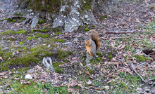 Fox Squirrel Eating Nuts