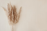 Fototapeta Boho - Dry pampas grass reeds agains on beige background. Beautiful pattern with neutral colors. Minimal, stylish, monochrome concept. Flat lay, top view, copy space. Set sail champagne trend color 2021