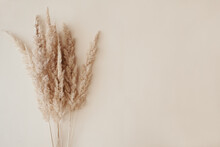 Dry Pampas Grass Reeds Agains On Beige Background. Beautiful Pattern With Neutral Colors. Minimal, Stylish, Monochrome Concept. Flat Lay, Top View, Copy Space. Set Sail Champagne Trend Color 2021