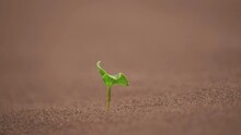 Desert Growth, Sunflower Seedling Growing Out Of Sand