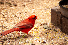 Male Cardinal Bird Squeaking