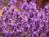 Fototapeta Lawenda - Lavender flowers in flower garden.
