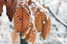 Beautiful Brown Leaves Covered With Crust Of Ice On The Background Of Snowy Forest.