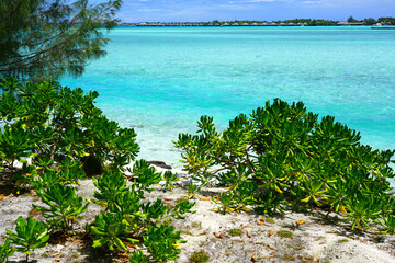 Wall Mural - View of a tropical landscape with palm trees, white sand and the turquoise lagoon water in Bora Bora, French Polynesia, South Pacific