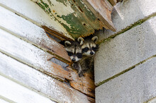 Baby Raccoons Peak Out Of A Hole In An Old Building